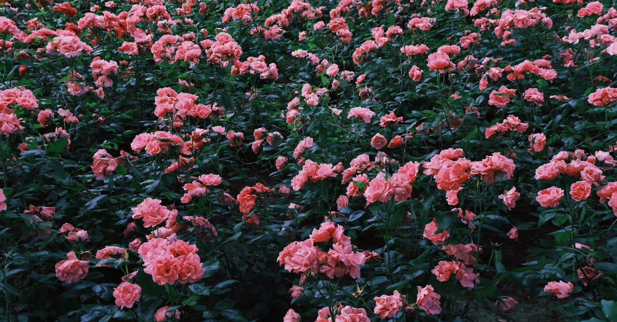 A lush field of pink roses in full bloom, offering a vibrant and scenic view.